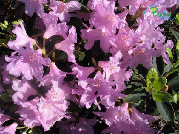 Rhododendron Tottenham